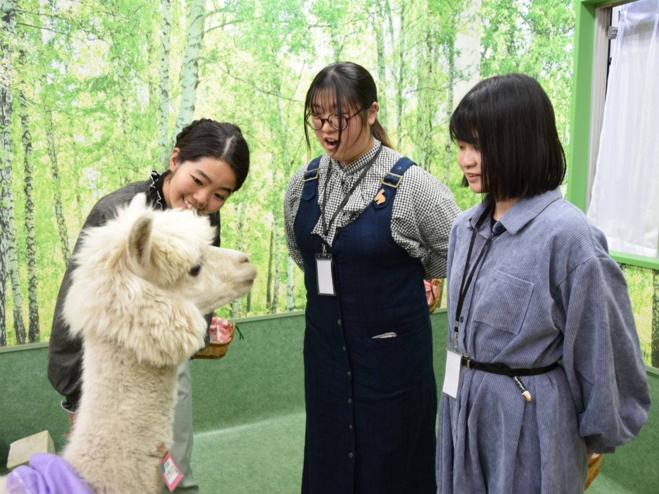 エサに夢中なアルパカさん