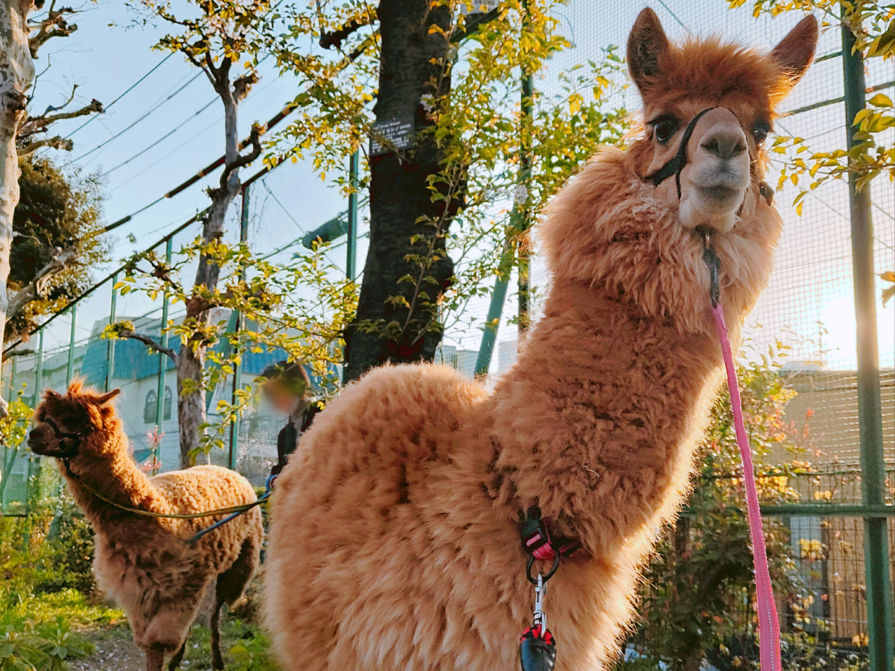 神楽坂の街をお散歩♪