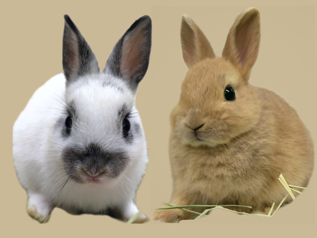 新しい仲間も増えました!