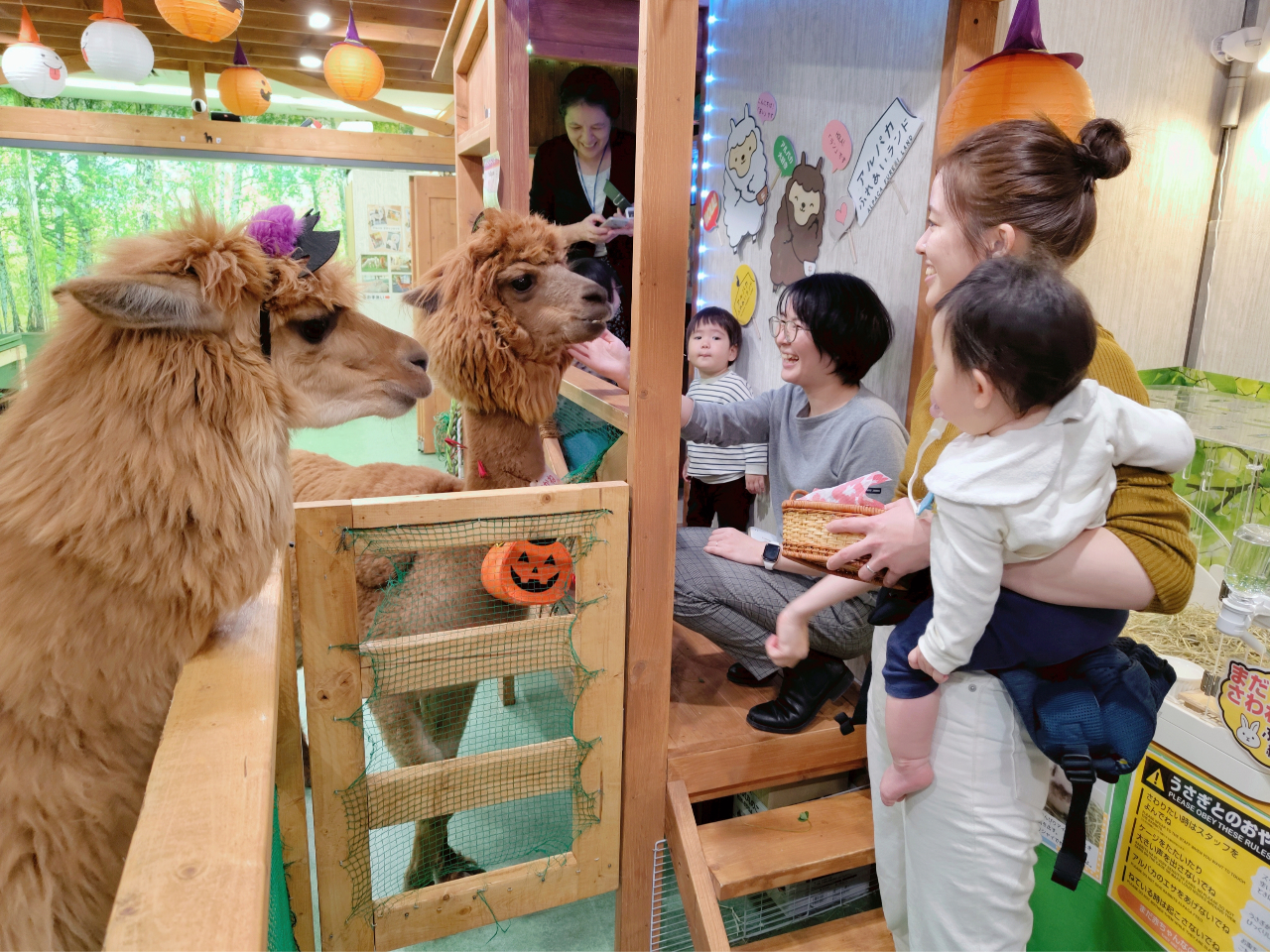 2頭の可愛いアルパカと仲良くなろう!