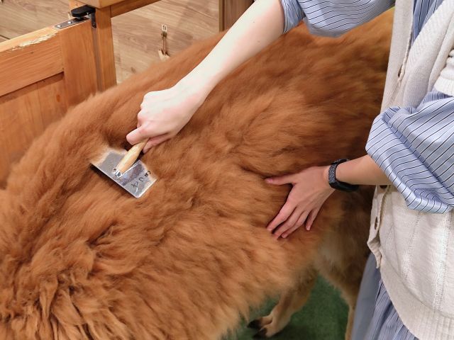 もふもふな毛に触って癒されること間違いなし^^