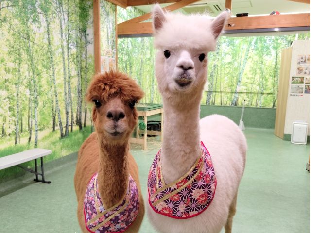 半年おきにアルパカのメンバー交代があります。