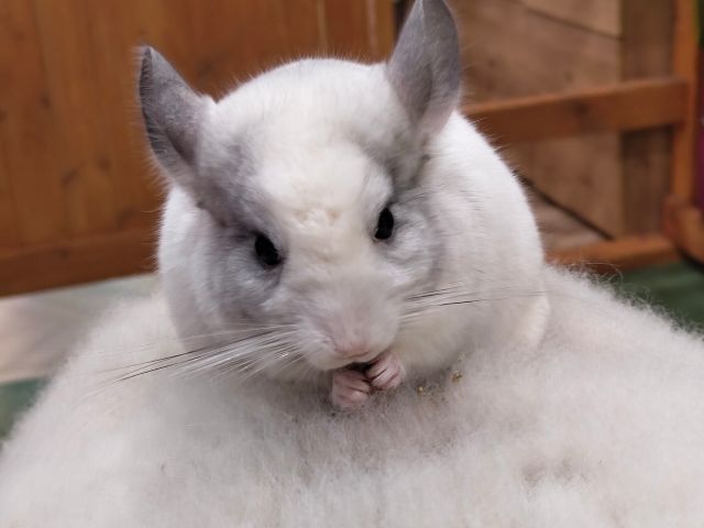 アルパカの背中に乗るチンチラ(ショーくん)