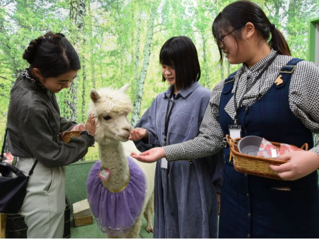 エサも上手に食べてくれます。直接手もしくはカップからもあげられます♪