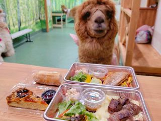 かわいいアルパカを眺めながら楽しいランチ♪