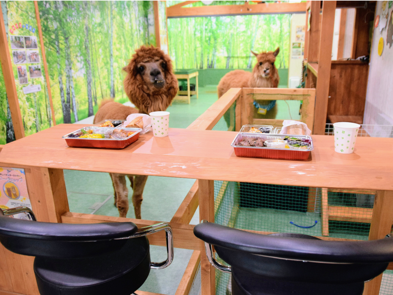 JE^[zɃApJ𒭂߂Ȃ烉`y߂܂