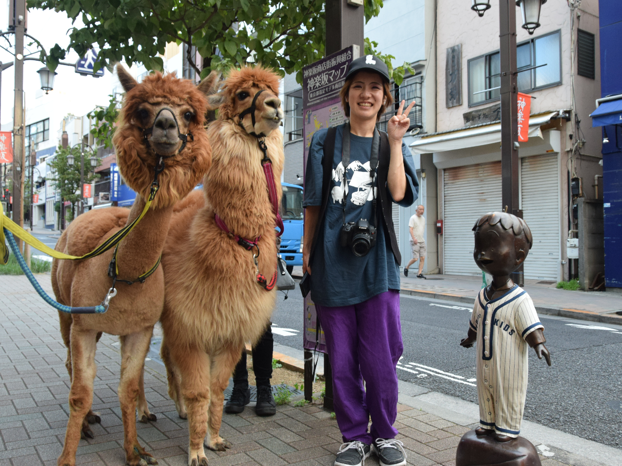 アルパカと散歩♪♪】早朝の神楽坂の街を2頭のアルパカとお散歩！朝活