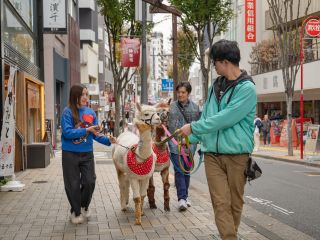 アルパカと仲良くハイチーズ♪