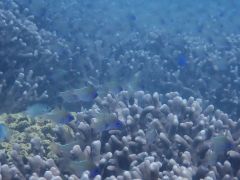 湾内の珊瑚ポイントにはテンジクダイが居たりしますよ