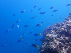 東海岸にはカラフルなグルクンが居ます!