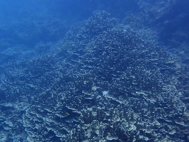 こんなお城のようなサンゴもあるんです。