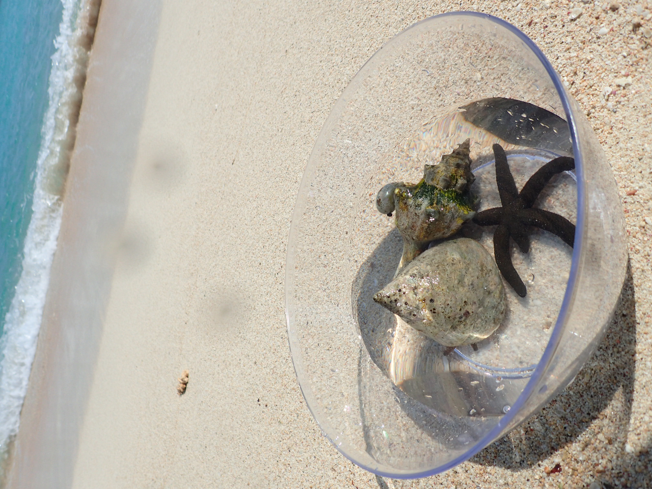 1chudQ\łQchud̓̕r[`ŋxe邱Ƃł܂B