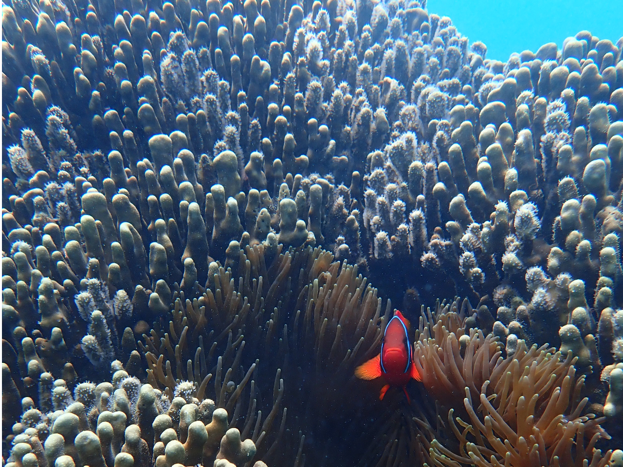 C݂炵AITSɃn}N}m~|Cg