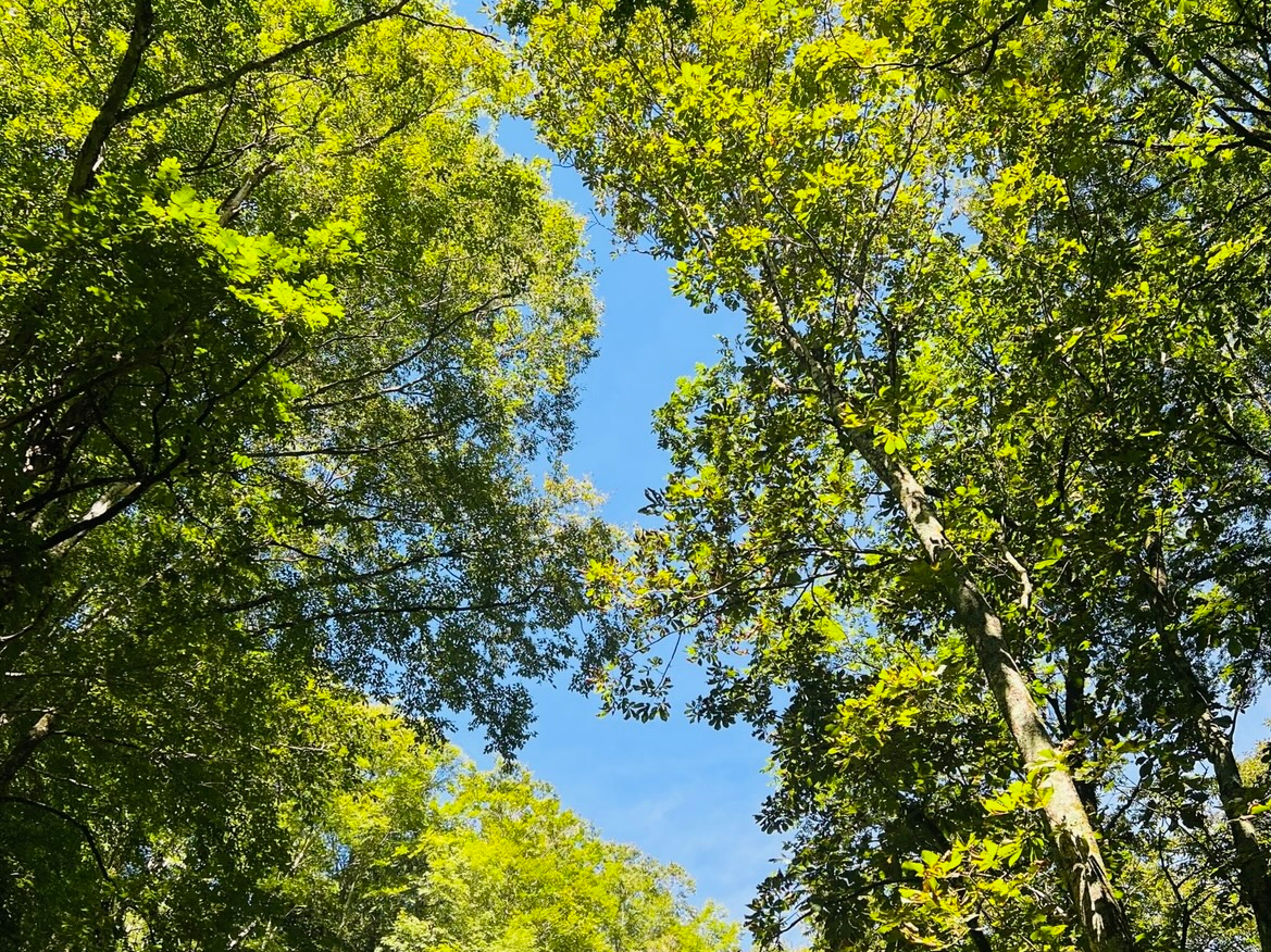 森の不思議な力を感じます