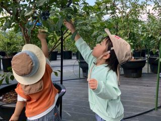 「ブルーベリー狩りをする我が子をパシャリ」ブルーベリーの木は背が低くお子様自身が手を伸ばして摘み取りを楽しめます♪ご家族でブルーベリー狩りはいかがですか?