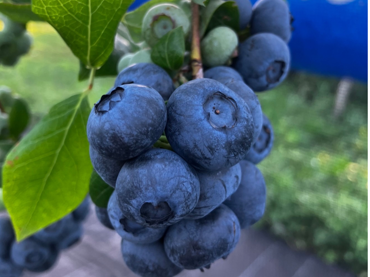 嗱nŊÂu[x[S45i950{͔|ό_B68̊JÊԂŏ펞10iȏHהׂ܂I