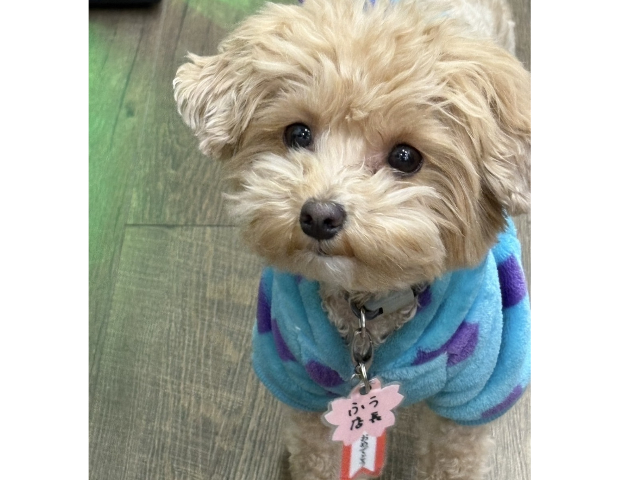 �^�������Ɓ@�ӂ��X�������}�����Ă�����I�@�ӂ��X���̏o�Γ���Instagram�Ń`�F�b�N�I