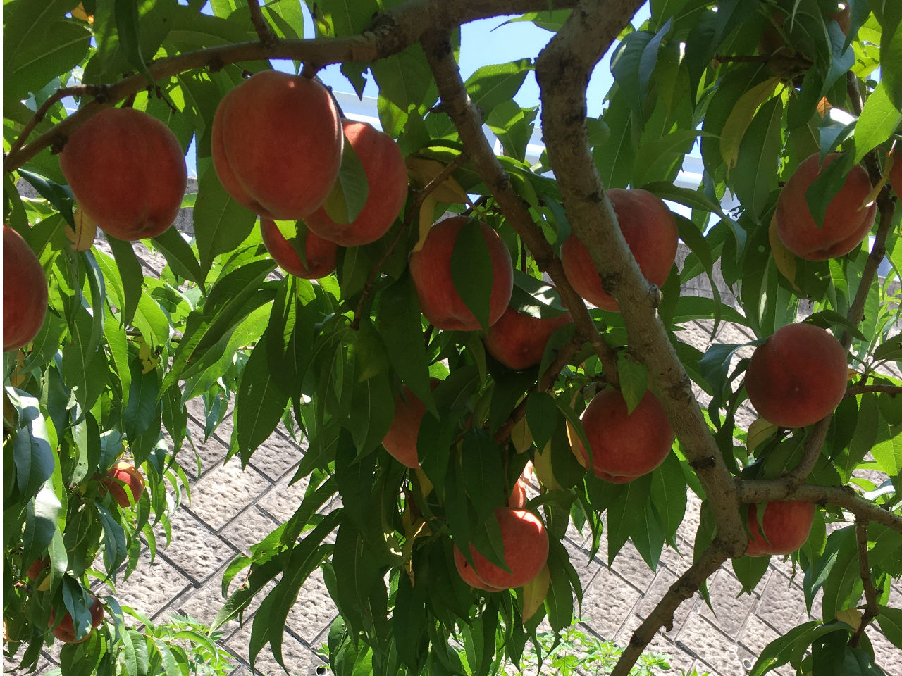�傫�����������𒼐ږ؂���̂��Ē����܂��I