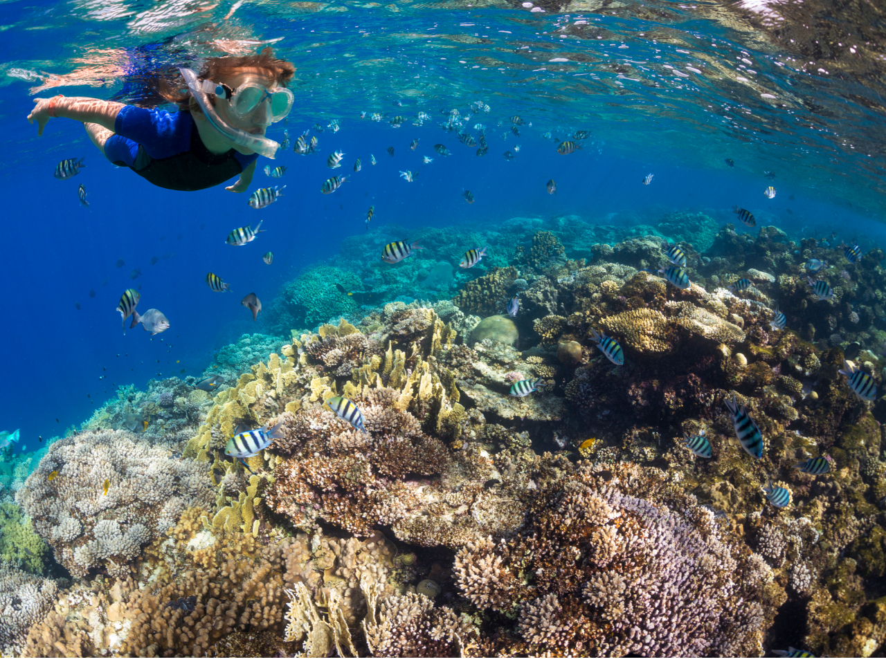 Vm[PZbg@ȂqleTCY葵Ă܂