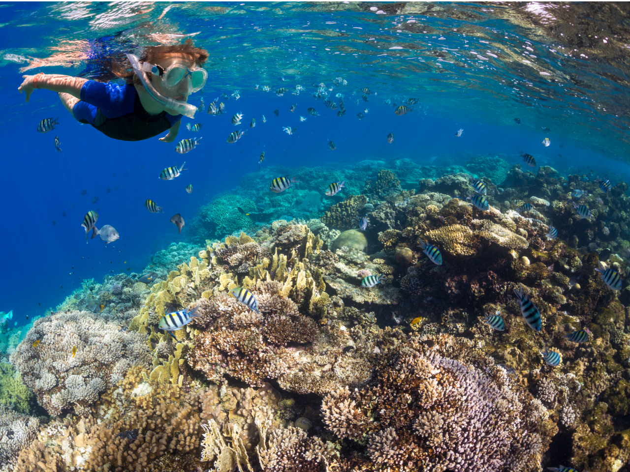 Vm[PZbg@ȂqleTCY葵Ă܂