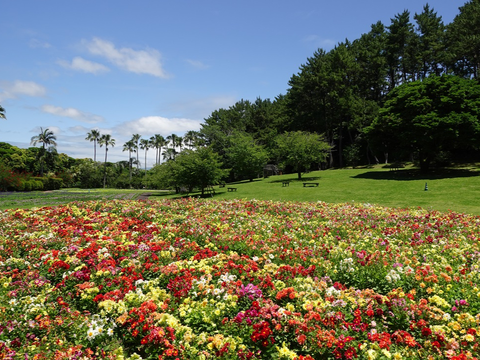 花広場(満開のダリア)
