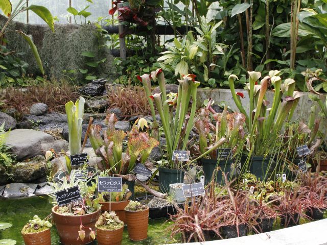 温室の食虫植物