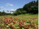 花広場(満開のダリア)