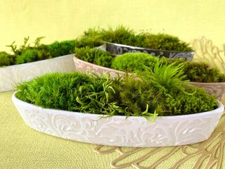 選べる苔、ミニ苔庭を作りましょう