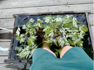 そこの畑で採ったヨモギをうかべて、香りも楽しめます。