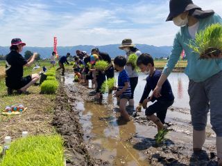一列になってバックしながら稲を植えていきます
