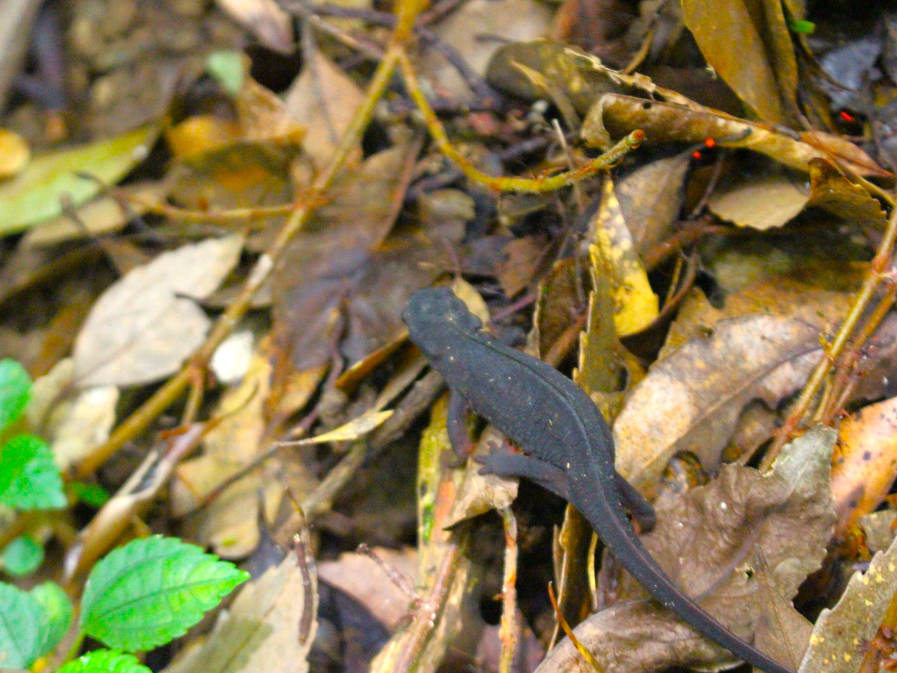 ɂȂAłȂAłoȂBB@ɂA}ɌĂ܂B@wEώ@݂̂̂ēŕߊlւłB