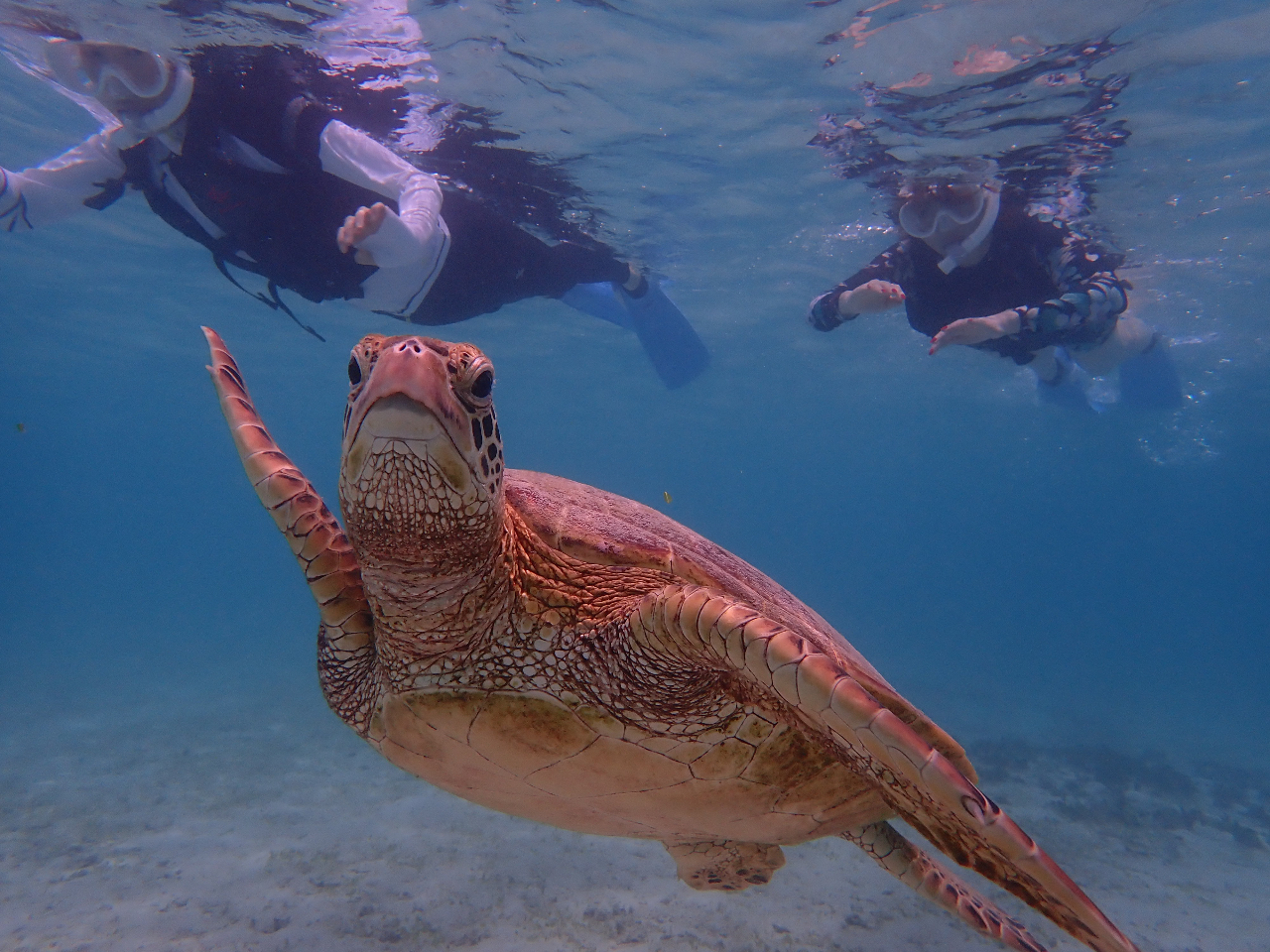 こんな近くで見れるので大興奮♪