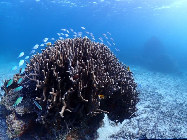 沖縄の海といえばサンゴ!お魚とのマッチングもたくさん見られます!
