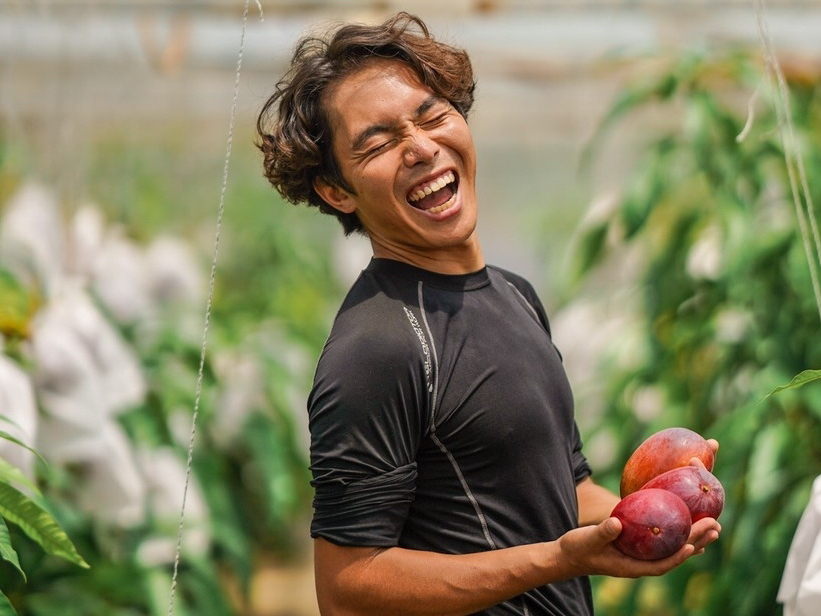 宮古島】ブルータートルファーム「極上・完熟マンゴー」収穫 & 出荷