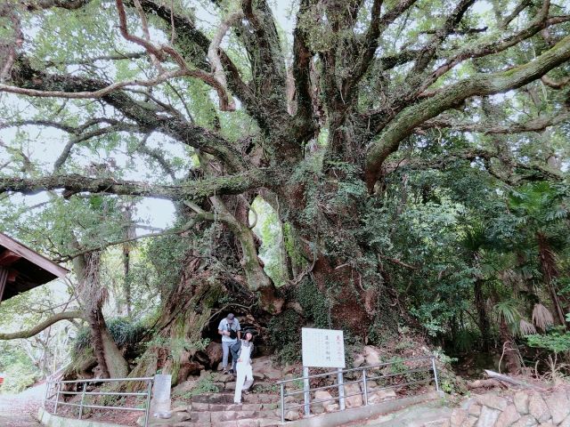 大山祇神社近くのパワースポット「生樹の御門」