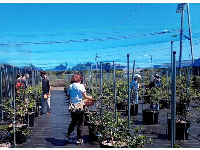 �݂��_���̎ʐ^2