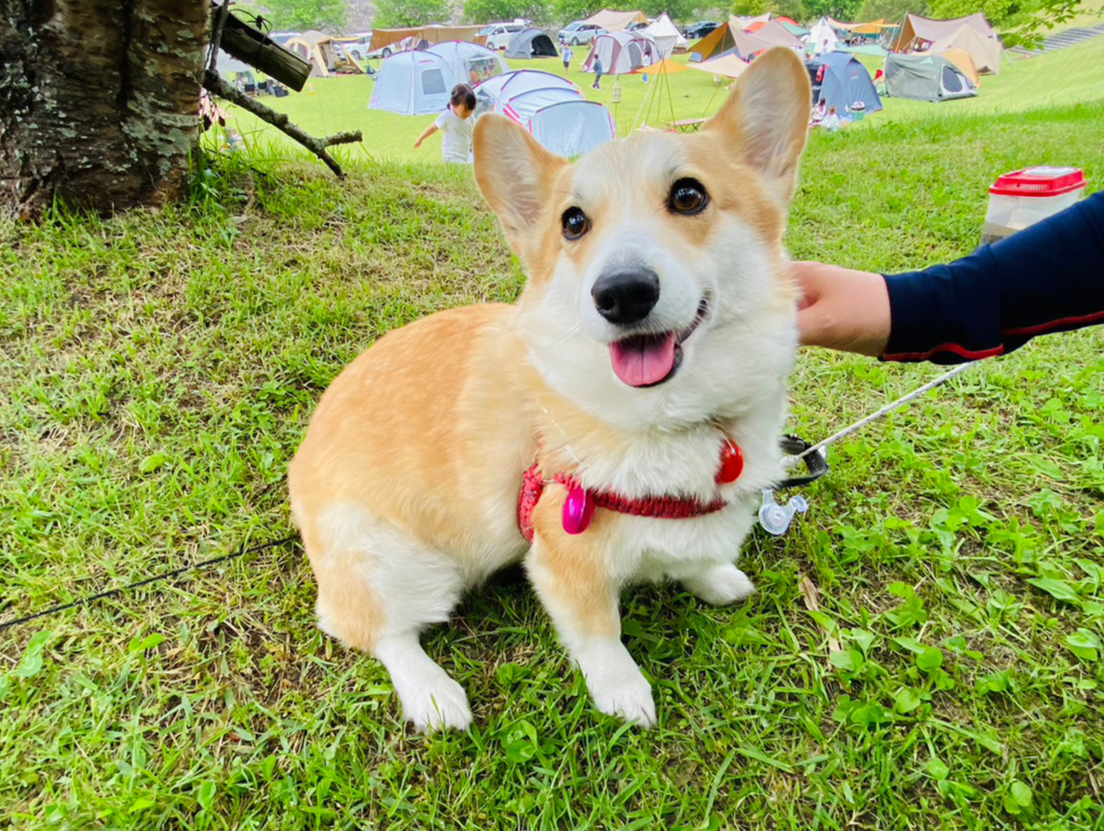 ワンちゃん連れもOKです★