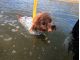 dog sup