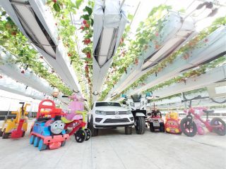 広いハウス内をお子様は、たくさんの乗り物と共にいちご狩りをお楽しみ下さい!!注意:数に限りがあります。