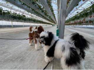 愛犬と天空いちご狩りをぜひ体験してください!