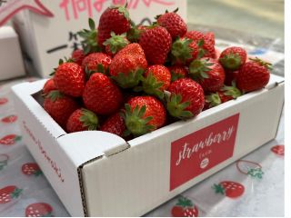 好きな品種を!!好きなだけ!!摘み取りスタートしました♪