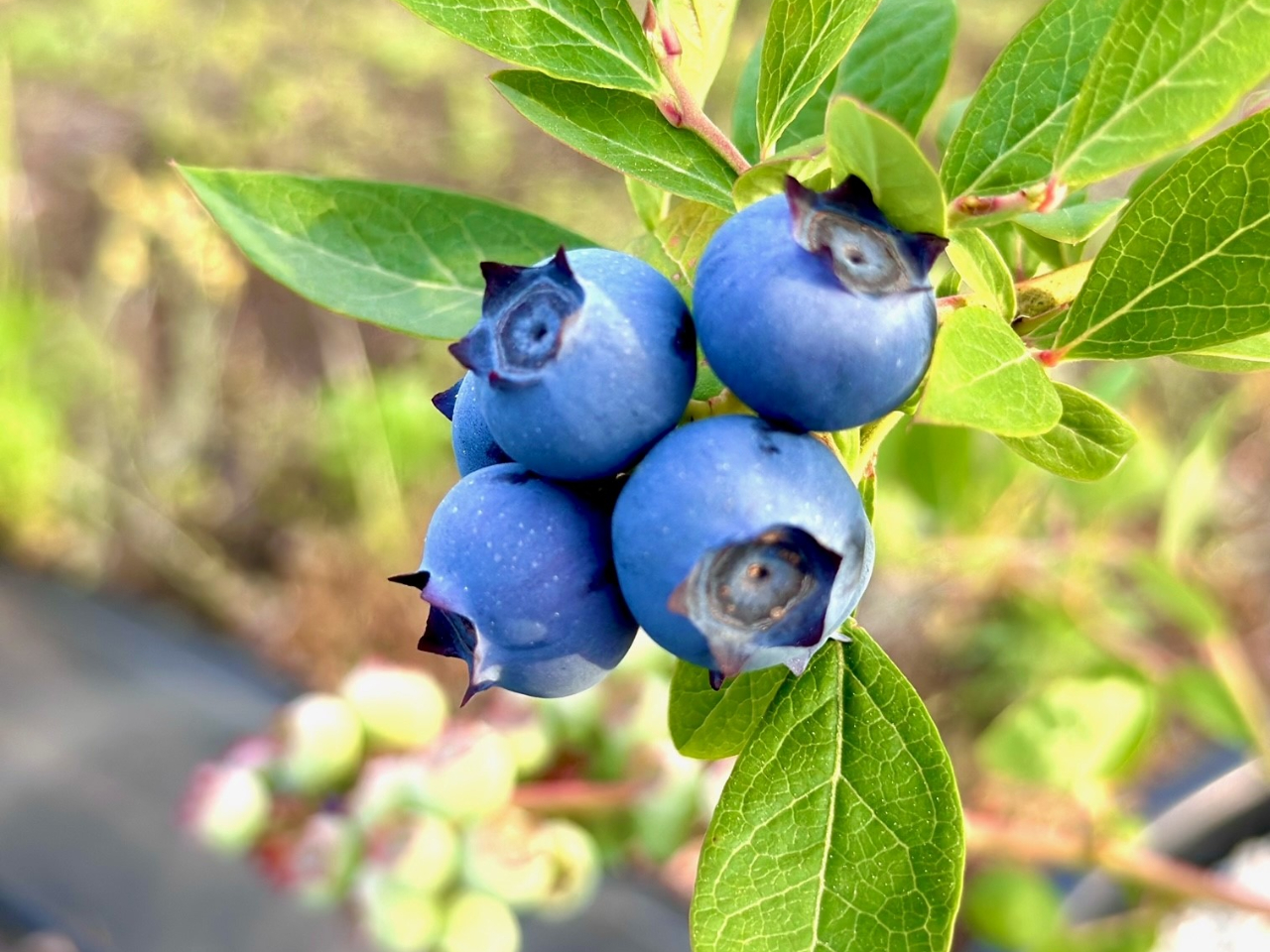 綾瀬×ブルーベリー狩り】2025年OPEN！制限時間なし + 持ち帰りパック