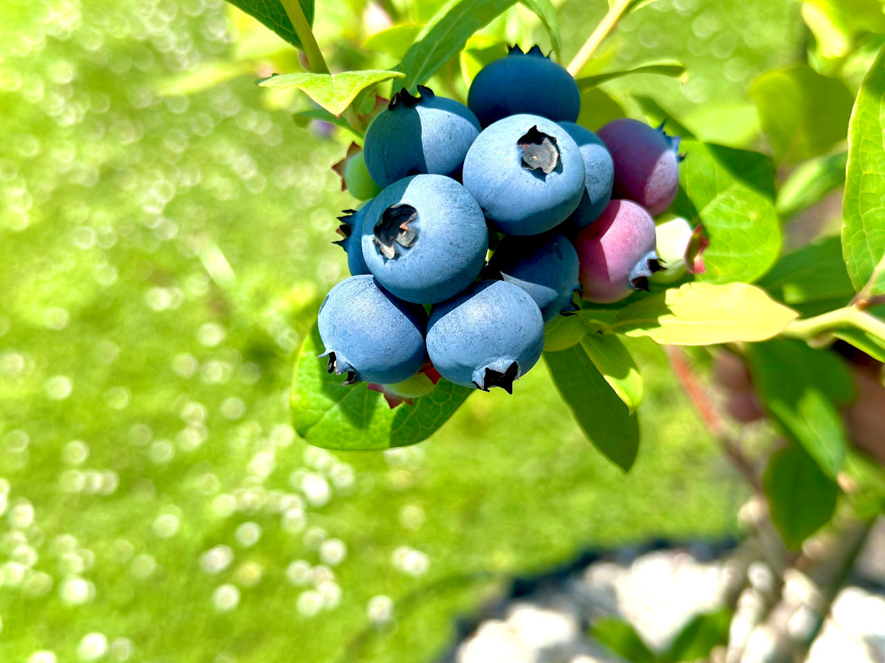 綾瀬×ブルーベリー狩り】2025年OPEN！制限時間なし + 持ち帰りパック