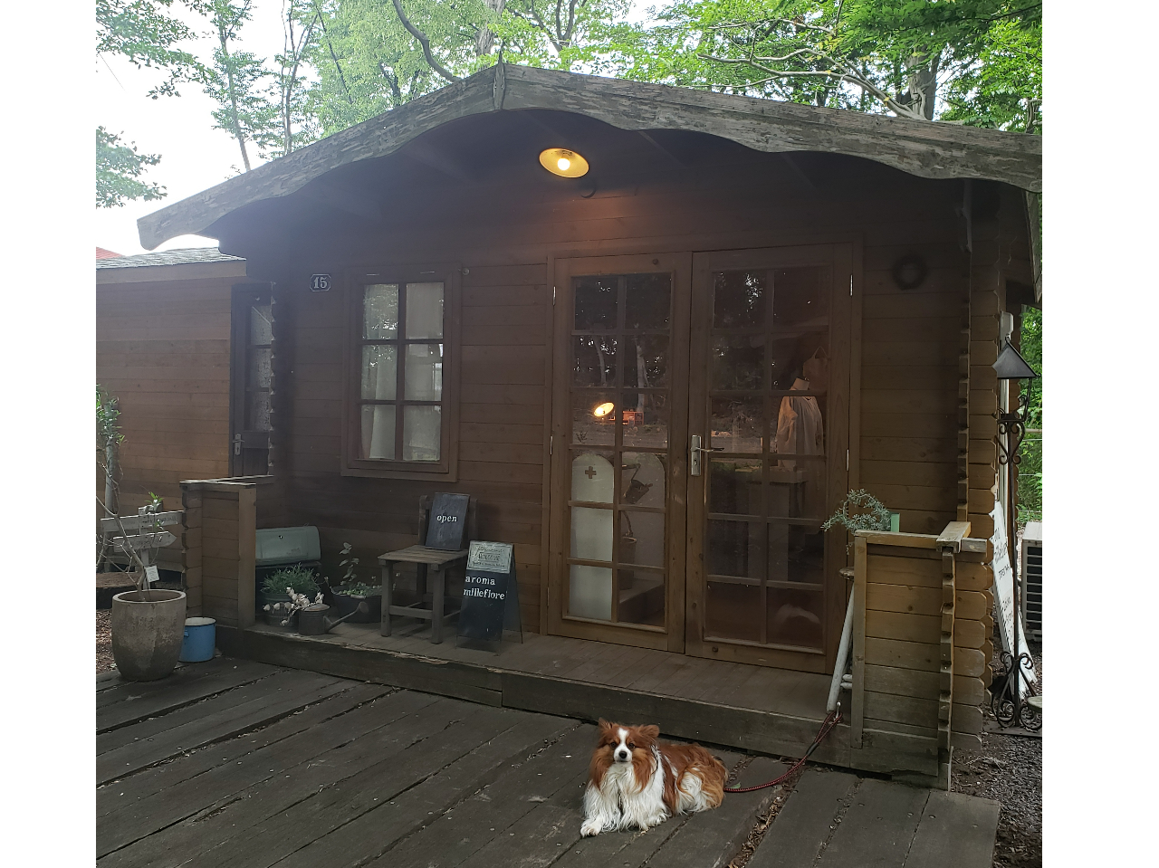 看板犬のこつぶちゃんがお出迎えします☆