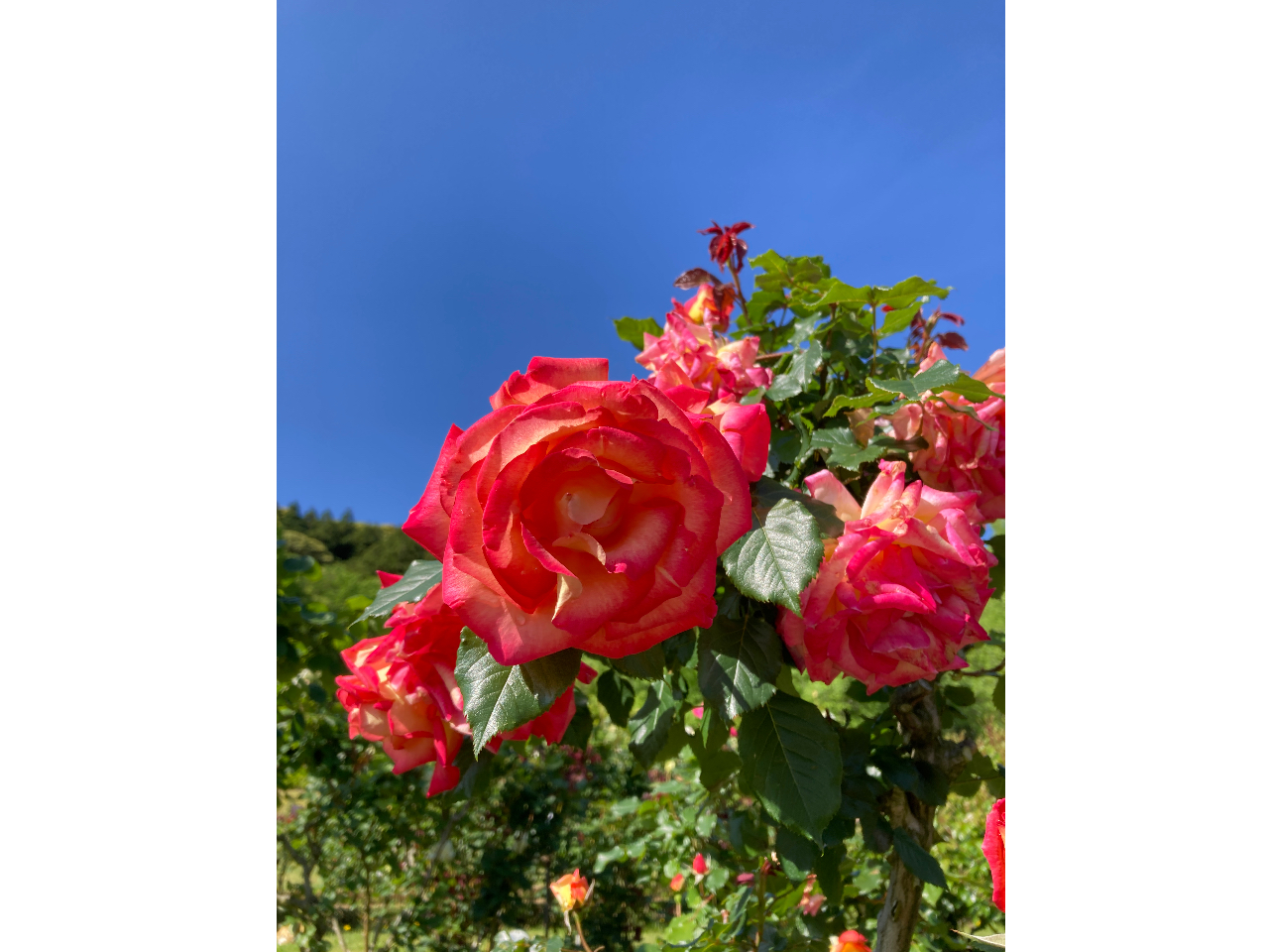 �����g�̃R�R���̂���ɂ́A�ǂ�Ȍi�F���L�����Ă��܂����H�t���O�����X�ŕ\������ƁA���邭�����������悤�ł��Ƃ��D�]���������Ă��܂�