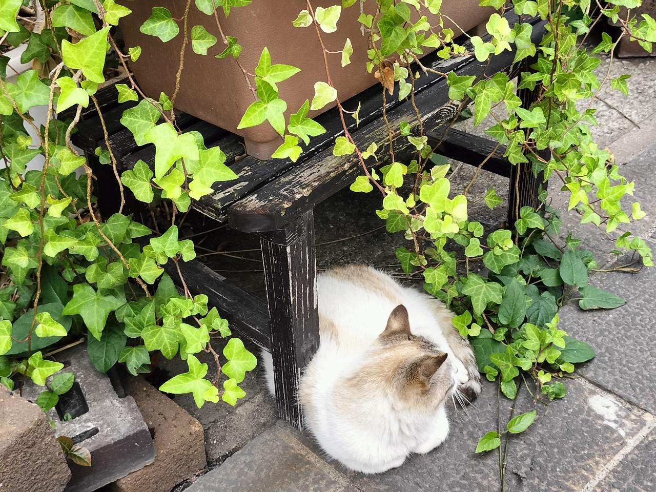 路地のいたるところで暖を取る猫を発見