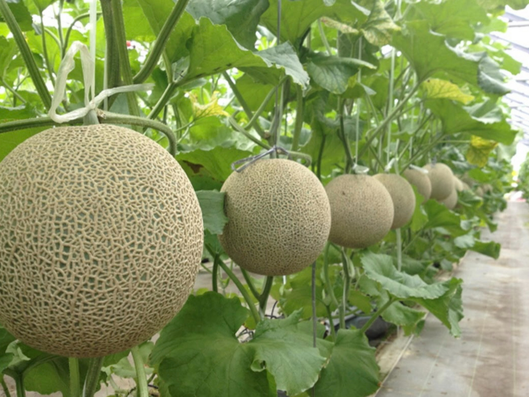 伊良湖　メロンちゃん　ご当地　ストラップ　平成レトロ　根付　ねつけ 伊良湖 メロンちゃん ご当地 ストラップ 平成レトロ 根付 ねつけ