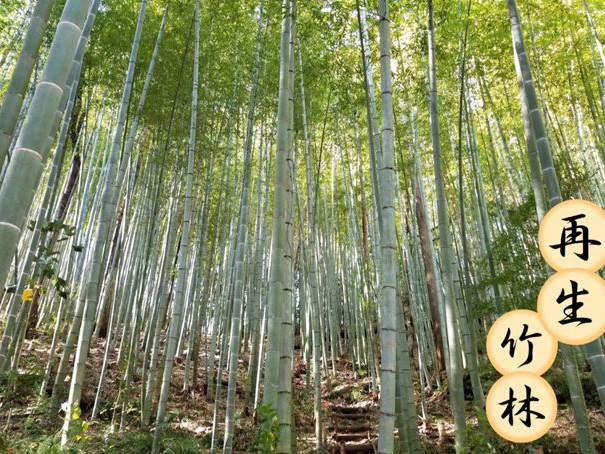 竹林整備の間伐材が材料になります。