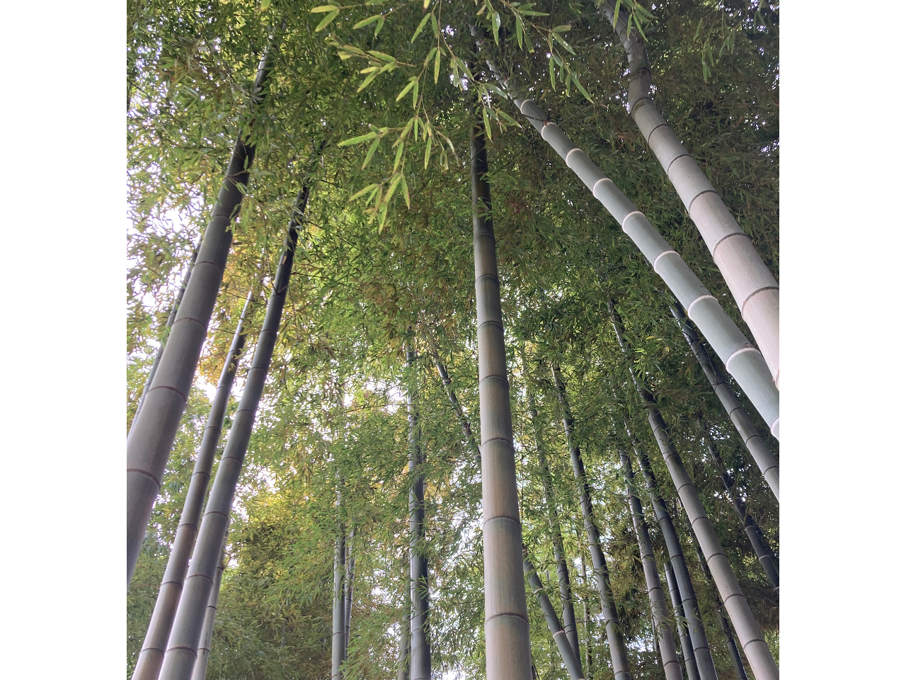 竹の上部の、笹の部分を活かしてほうきを作ります。