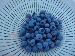 大きくて甘いブルーベリーが食べられます♪